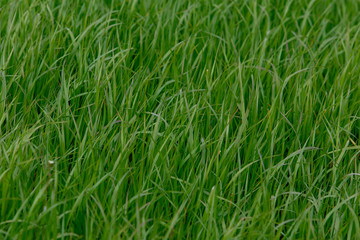 Fototapeta na wymiar Background of a green grass. Green grass texture
