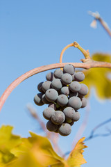 Langhe comune di La Morra Patrimonio dell'Umanità UNESCO