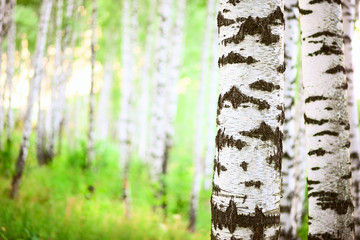 summer in birch forest