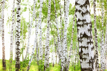 summer in birch forest
