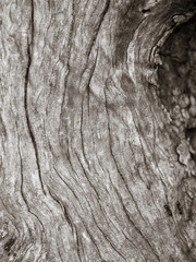 Macro of a bark of olive trees in black and white creates an abs