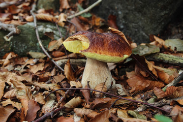 mushroom boletus edulis