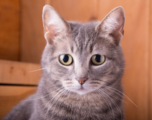 Closeup of a blue tabby cat, with a rustic wooden background