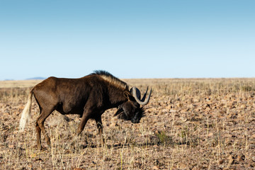 Single Black Wildebeest in the field