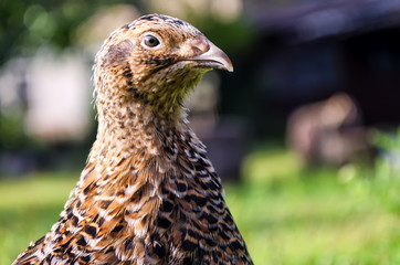 quail on a green grass in the spring