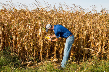 Naklejka na ściany i meble Farmer Inspecting Corn FIeld