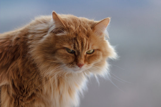 angry red cat