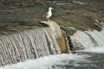Чайки на реке ловят рыбу