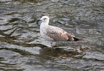 Чайки на реке ловят рыбу