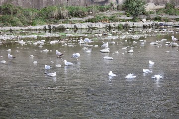 Чайки на реке ловят рыбу