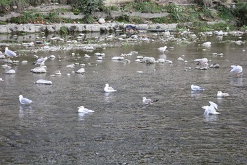 Чайки на реке ловят рыбу