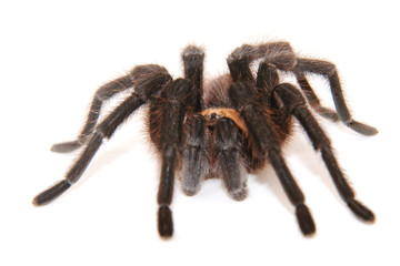 Oklahoma Brown tarantula on white background; focus on eyes