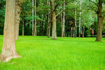 городской парк