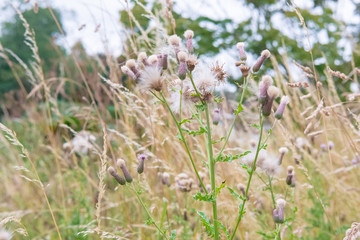 Dandelions close-up. soft focus