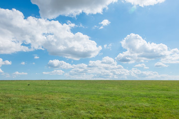 Fototapeta premium grass field with blue sky. rural landscape