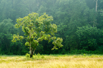 A tree with ray of light and fog