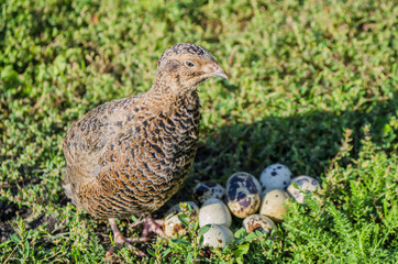 quail on a green grass in the spring