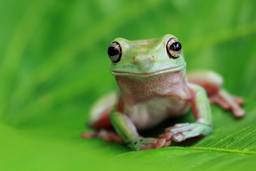 Dumpy frog