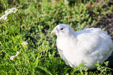 quail on a green grass in the spring