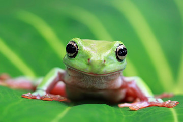 Dumpy tree frog