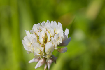 the clover flower in the green field