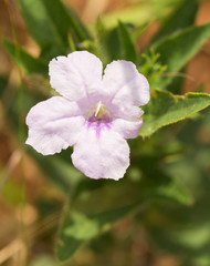Pale purple Ruellia humilis, Wild Hairy Petunia, growing in prairie habitat