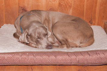 Old dog curled up, sleeping happily on his soft bed