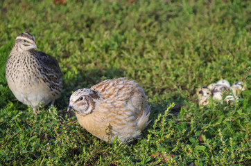 quail on a green grass in the spring