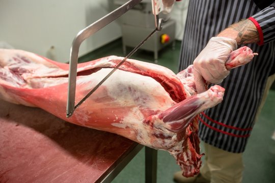 Mid section of butcher cutting pigs head with a saw