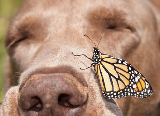 Monarch butterfly perched on the side of a dog's nose, with the dog sleeping