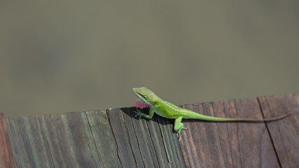 Green Lizard on a coastal dock.  Green Anole.  mating display.  