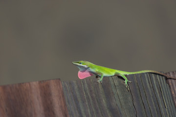 Green Anole lizard puffing up the skin on it's neck. 