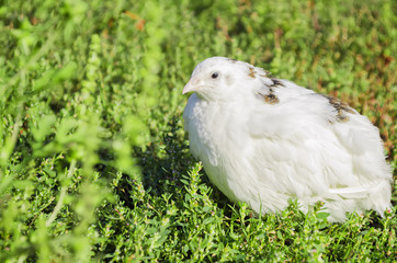 quail on a green grass in the spring