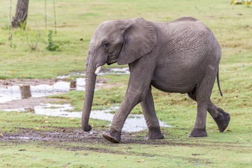 Fototapeta na wymiar Small Elephant Playing in the Water