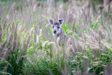 Wallaby in a Field