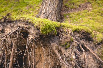 Wurzeln im Wald