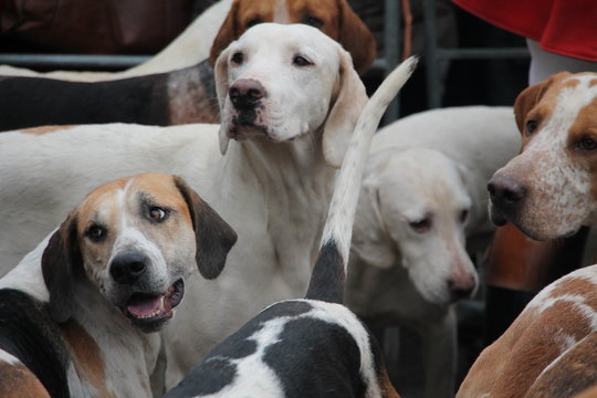 Pack Of Fox Hounds Waiting For The Hunt