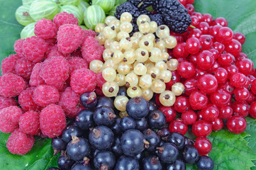 Harvested fresh raspberry, blackberry, mulberry, gooseberry lyin