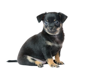 Cute black chihuahua puppy, isolated on white background image