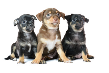 Nice one brown and two black Chihuahua puppy, isolated on a whit