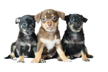 Obraz premium Nice one brown and two black Chihuahua puppy, isolated on a whit