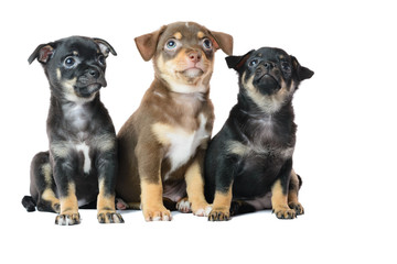 Nice one brown and two black Chihuahua puppy, isolated on a white background image