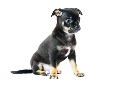 Cute black chihuahua puppy, isolated on white background image