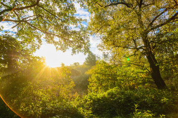 Fototapeta premium Beautiful morning sun rays in autumn forest. Present artistic ef