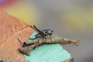 The female green grasshopper autumn dry sheet