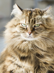 furry siberian cat
