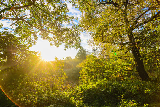 Beautiful morning sun rays in autumn forest. Present artistic ef