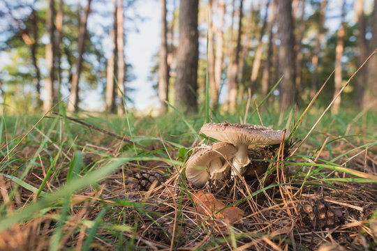 Mushroom on a background of grass and tall trees pine forest