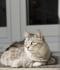 silver cat in the garden
