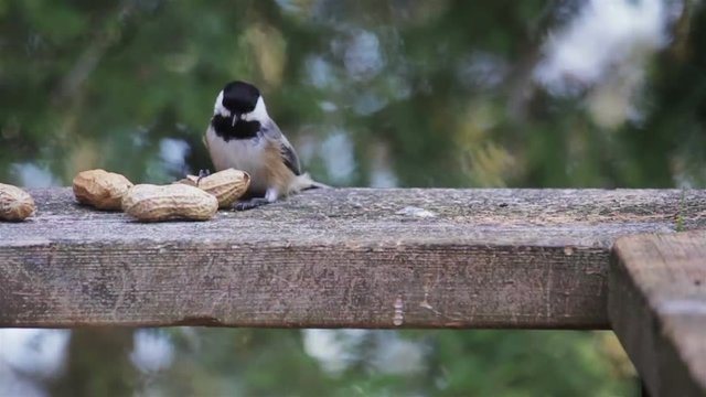Black-Cap chickadee perched on the wooden railing of a cottage deck eating peanuts